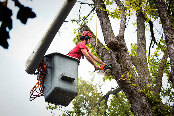  Greenbriar, FL Tree Removal and Landscaping Services Pros